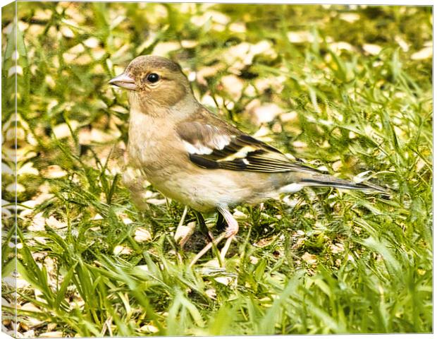 Chaffinch Close-Up Wildlife Canvas Print by chris hyde