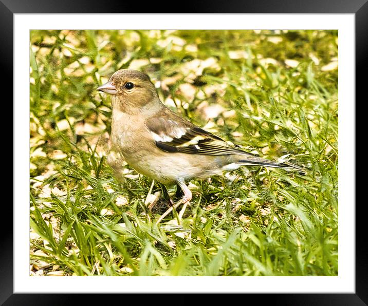 Chaffinch Close-Up Wildlife Framed Mounted Print by chris hyde