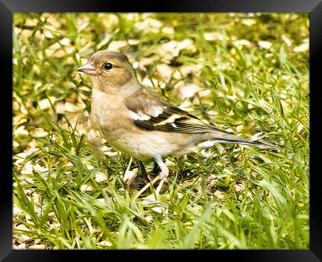 Chaffinch Close-Up Wildlife Framed Print by chris hyde