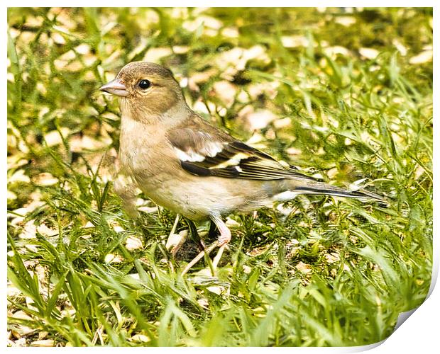 Chaffinch Close-Up Wildlife Print by chris hyde