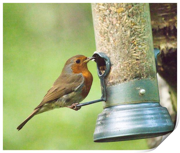 Swinging Robin Feeder Delight Print by chris hyde