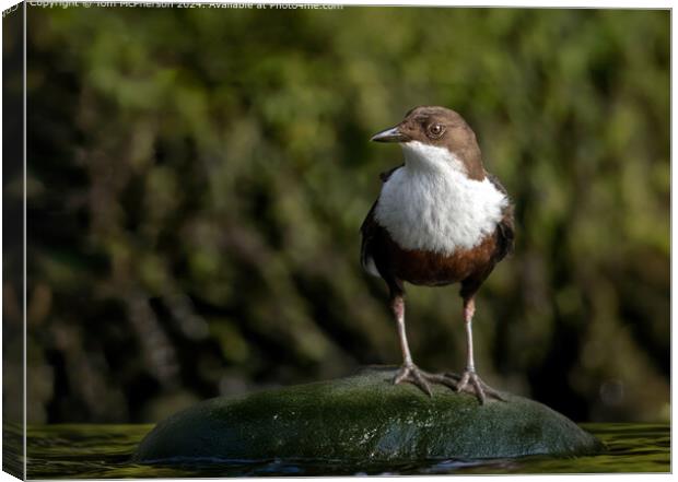 Dipper Nature Scene Canvas Print by Tom McPherson