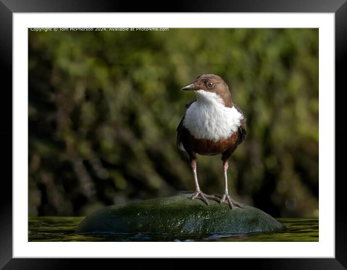 Dipper Nature Scene Framed Mounted Print by Tom McPherson