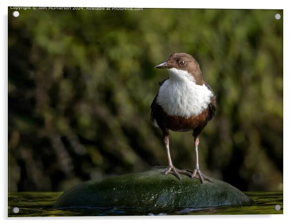 Dipper Nature Scene Acrylic by Tom McPherson