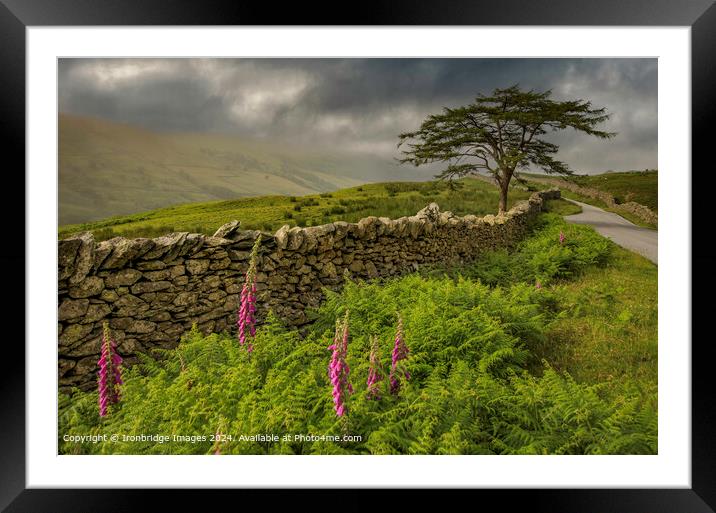 Purple foxgloves weather a storm Framed Mounted Print by Ironbridge Images