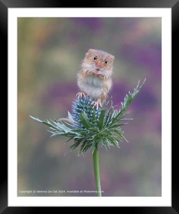 Harvest Mouse Thistle Pose Framed Mounted Print by Gemma De Cet