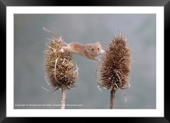 Harvest Mouse Stretching across Thistles Framed Mounted Print by Gemma De Cet
