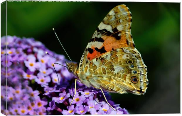 Vibrant Painted Lady Butterfly Migration Canvas Print by Tom McPherson