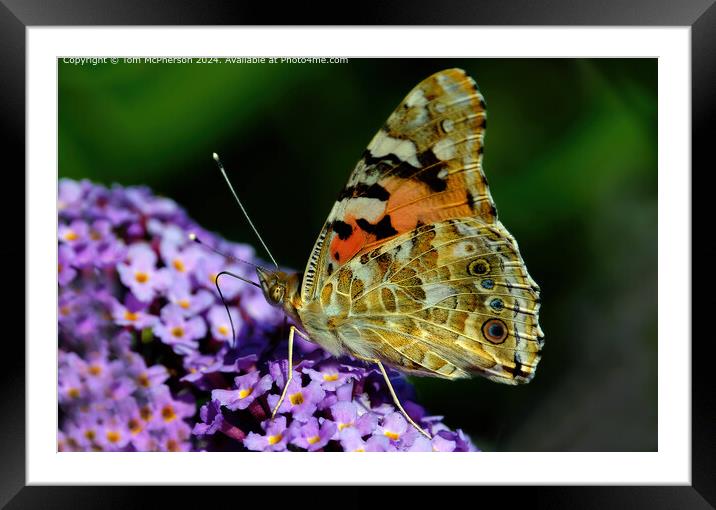 Vibrant Painted Lady Butterfly Migration Framed Mounted Print by Tom McPherson