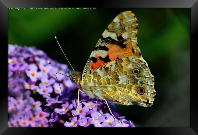 Vibrant Painted Lady Butterfly Migration Framed Print by Tom McPherson