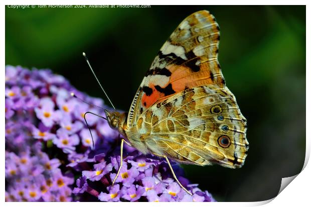 Vibrant Painted Lady Butterfly Migration Print by Tom McPherson