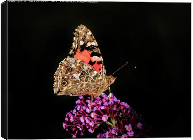 Vibrant Painted Lady Butterfly  Canvas Print by Tom McPherson