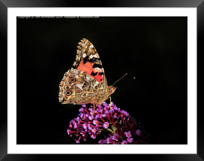 Vibrant Painted Lady Butterfly  Framed Mounted Print by Tom McPherson