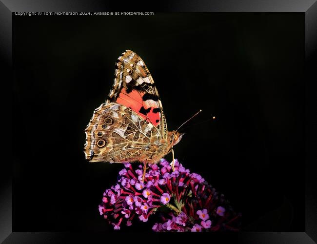Vibrant Painted Lady Butterfly  Framed Print by Tom McPherson