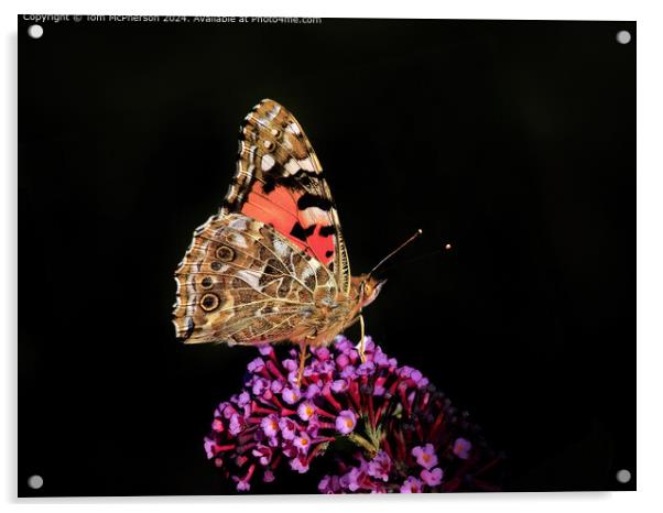 Vibrant Painted Lady Butterfly  Acrylic by Tom McPherson