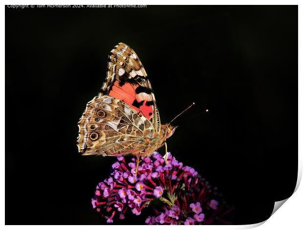 Vibrant Painted Lady Butterfly  Print by Tom McPherson