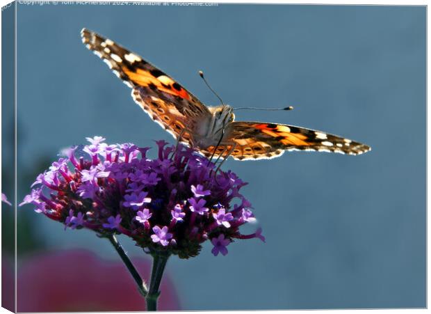 Painted Lady Butterfly Macro Canvas Print by Tom McPherson