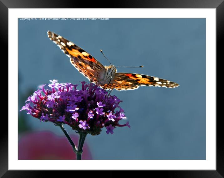 Painted Lady Butterfly Macro Framed Mounted Print by Tom McPherson