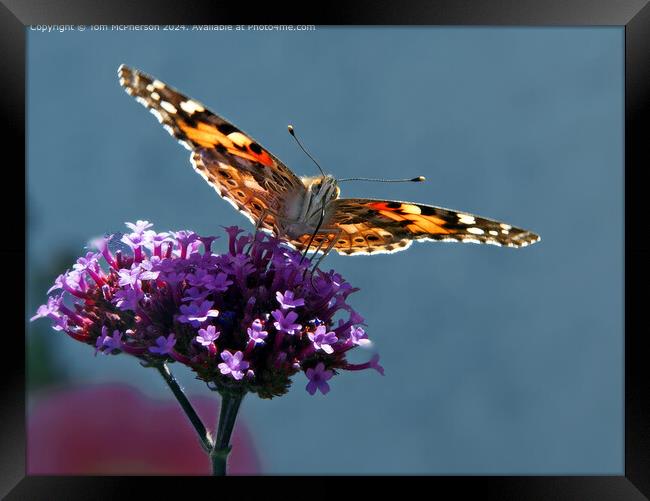 Painted Lady Butterfly Macro Framed Print by Tom McPherson