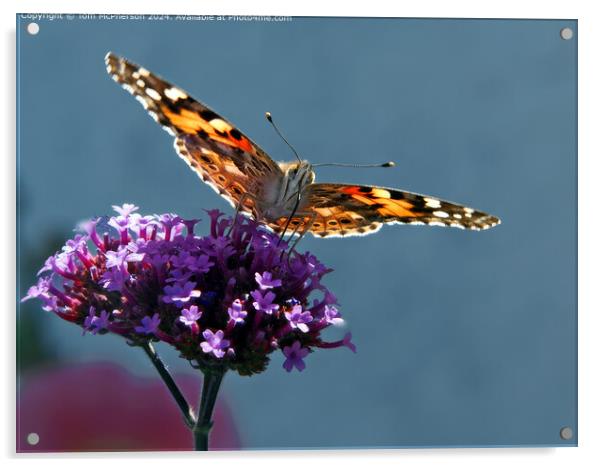 Painted Lady Butterfly Macro Acrylic by Tom McPherson