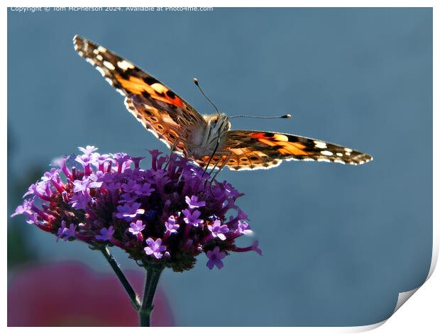 Painted Lady Butterfly Macro Print by Tom McPherson