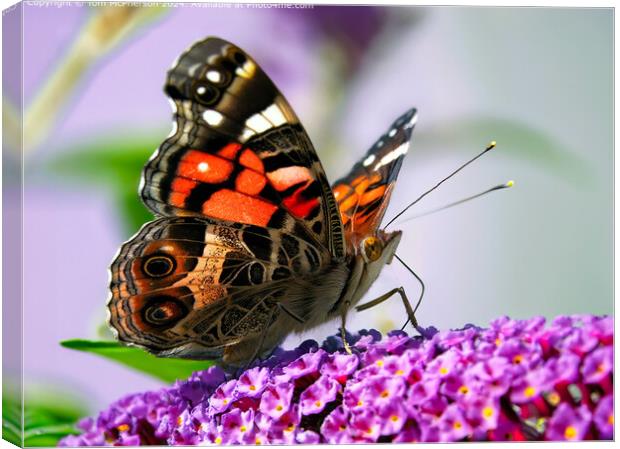 The Painted Lady Butterfly Canvas Print by Tom McPherson