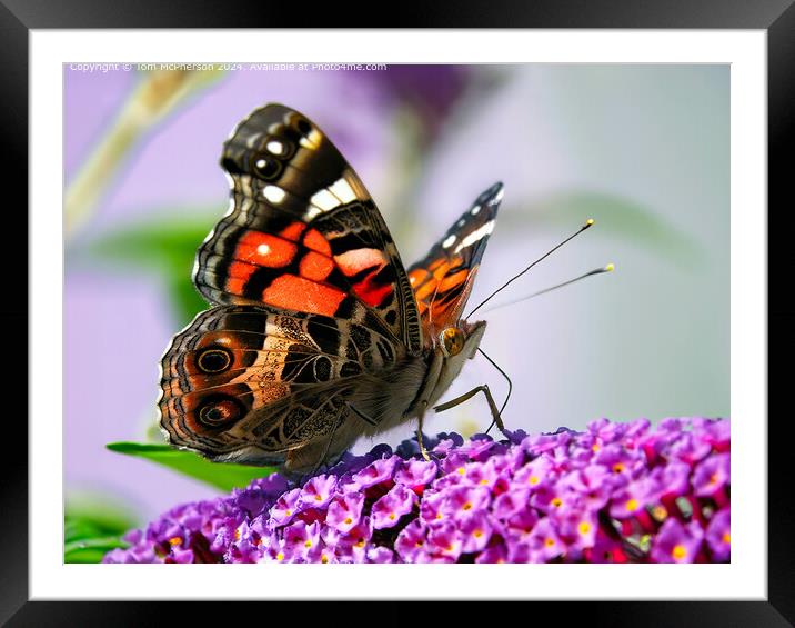The Painted Lady Butterfly Framed Mounted Print by Tom McPherson