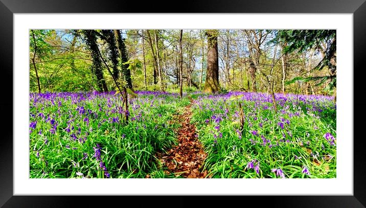 Crunchy Leaf Path through Bluebell Woods Framed Mounted Print by Alice Rose Lenton