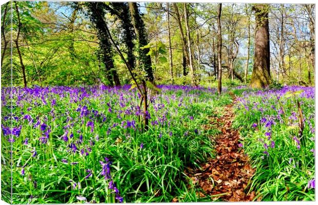 Enticing Path through a Spring Bluebell Wood Canvas Print by Alice Rose Lenton
