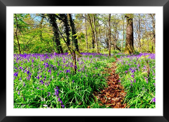 Enticing Path through a Spring Bluebell Wood Framed Mounted Print by Alice Rose Lenton