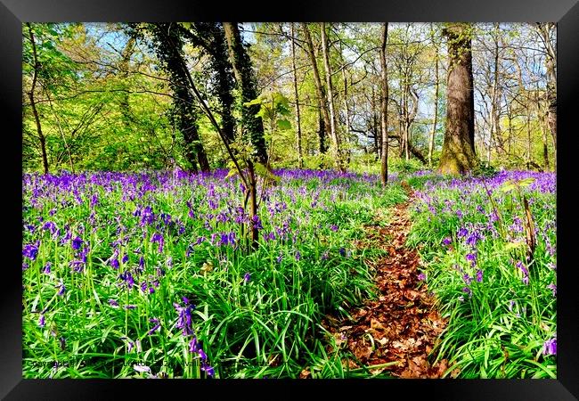 Enticing Path through a Spring Bluebell Wood Framed Print by Alice Rose Lenton