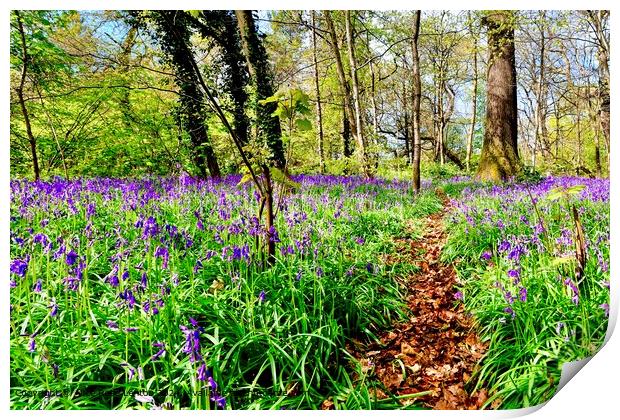 Enticing Path through a Spring Bluebell Wood Print by Alice Rose Lenton