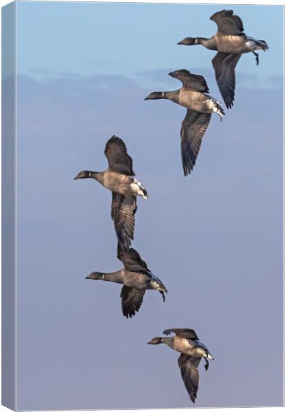Formation of Brent Geese in flight Canvas Print by Ian Duffield