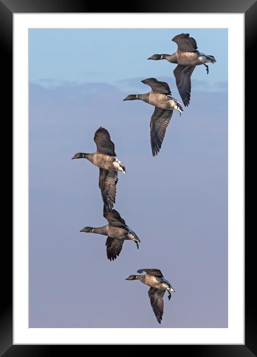 Formation of Brent Geese in flight Framed Mounted Print by Ian Duffield