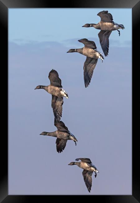 Formation of Brent Geese in flight Framed Print by Ian Duffield