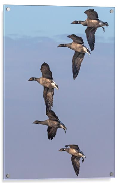 Formation of Brent Geese in flight Acrylic by Ian Duffield