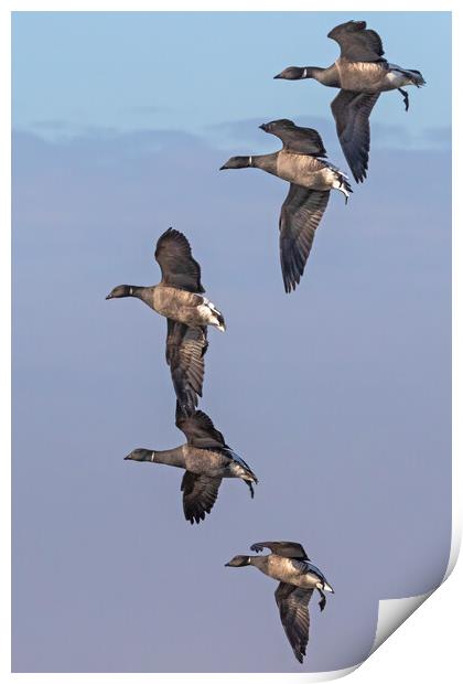 Formation of Brent Geese in flight Print by Ian Duffield