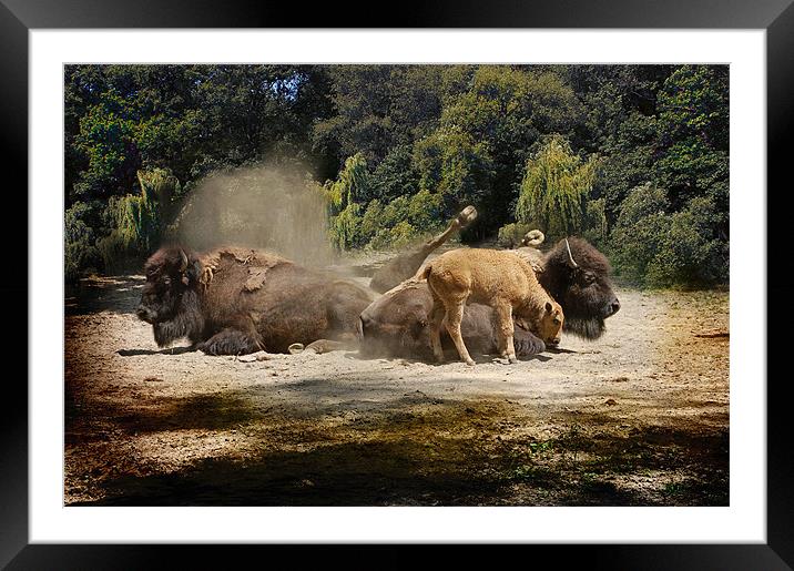 Kicking up the Dust Framed Mounted Print by Elaine Manley