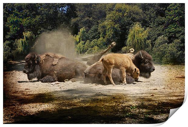 Kicking up the Dust Print by Elaine Manley