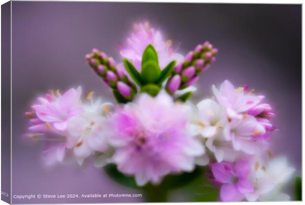 Blurry flower Canvas Print by Steve Lee