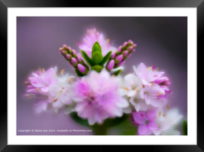 Blurry flower Framed Mounted Print by Steve Lee