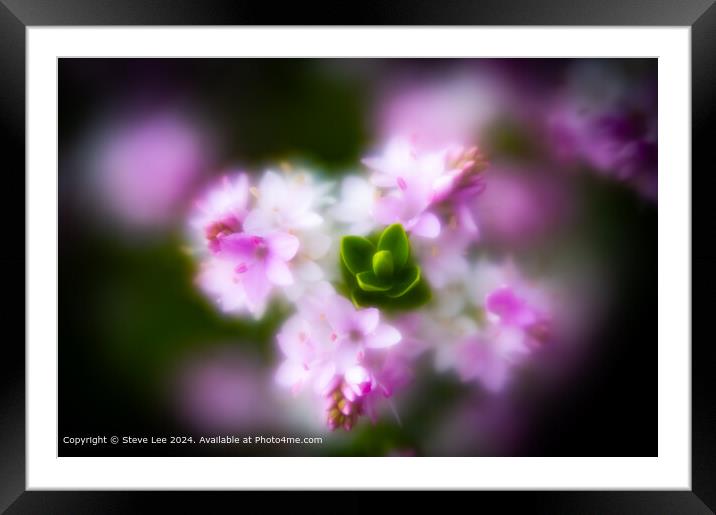Blurry Bloom Framed Mounted Print by Steve Lee