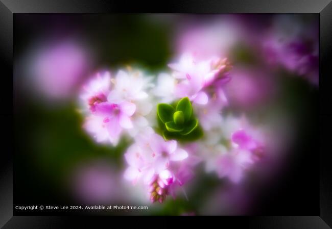 Blurry Bloom Framed Print by Steve Lee