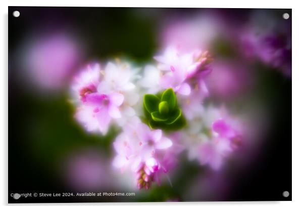 Blurry Bloom Acrylic by Steve Lee