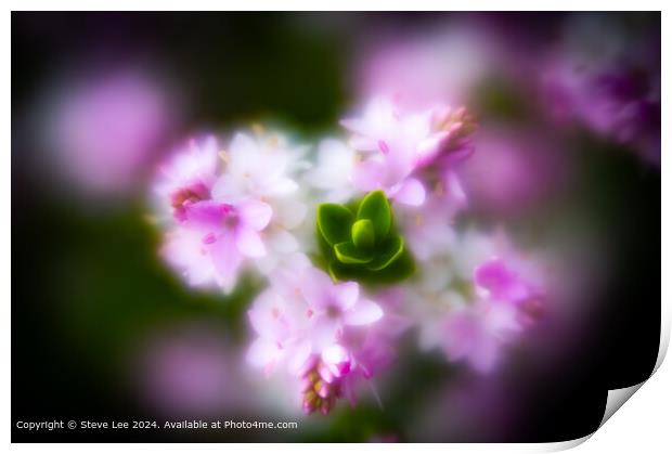 Blurry Bloom Print by Steve Lee