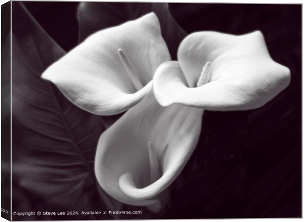 Mono Lily Canvas Print by Steve Lee