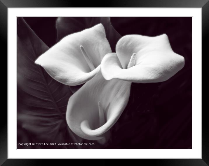 Mono Lily Framed Mounted Print by Steve Lee