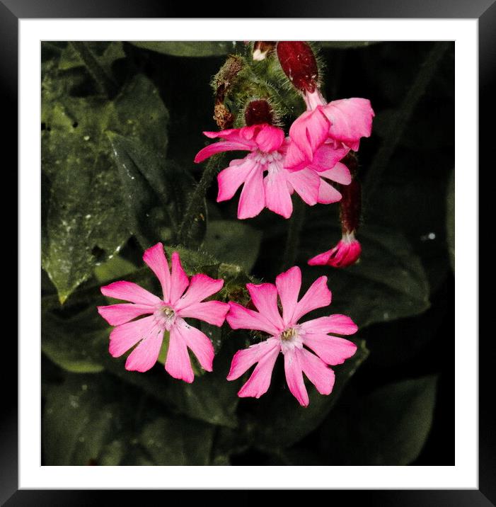 Red Campion Devonshire Lane Framed Mounted Print by Bryan 4Pics