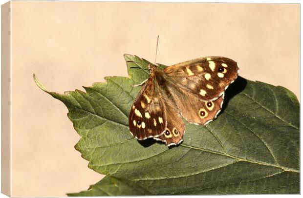 Speckled Wood Butterfly in Ivybridge Canvas Print by Bryan 4Pics