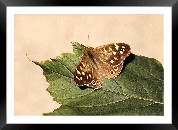 Speckled Wood Butterfly in Ivybridge Framed Mounted Print by Bryan 4Pics